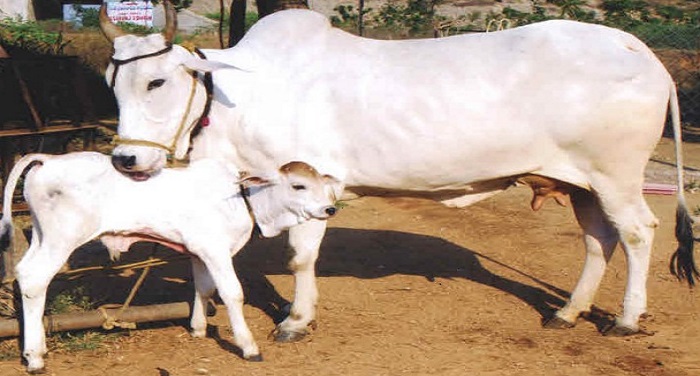 Cow 01 गौ-रक्षा के लिए मोदी सरकार का प्लान, UID जैसी व्यवस्था की सिफारिश