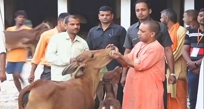 yogi adityanath with cow सीएम योगी का गोरखपुर दौरे का दूसरा दिन...ऐसा रहेगा पूरा कार्यक्रम