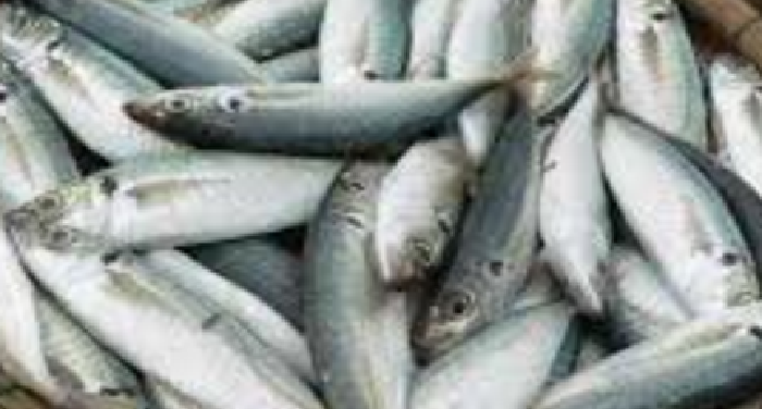 fish GST से रोजमर्रा के सामानों में 5 फीसदी बढ़ोत्तरी