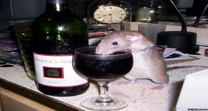 ratz wine 1 तो क्या बिहार के चूहे भी हो गए शराबी, खाली कर गए सारी बोतलें...?