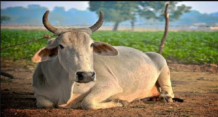 cow जानिए पशुधन नियम पर सरकार क्यों ले रही है यू-टर्न
