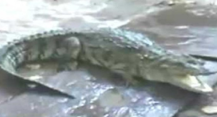 crocodile खाट के नीचे था मगरमच्छ ऊपर था ग्रामीण के उड़े होश : हरिद्वार