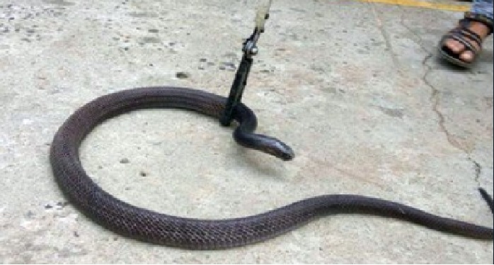 kobra कार के बोनट से निकला 10 फुट का कोबरा, देखने वाले हैरान