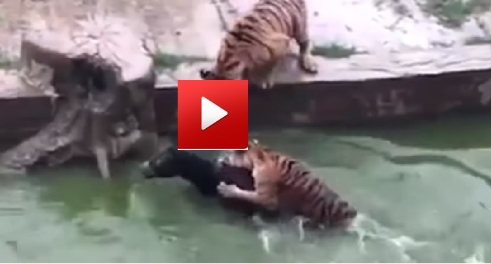 nhgnjmh वीडियो: भूखे बाघों के सामने फेंका जिंदा गधा