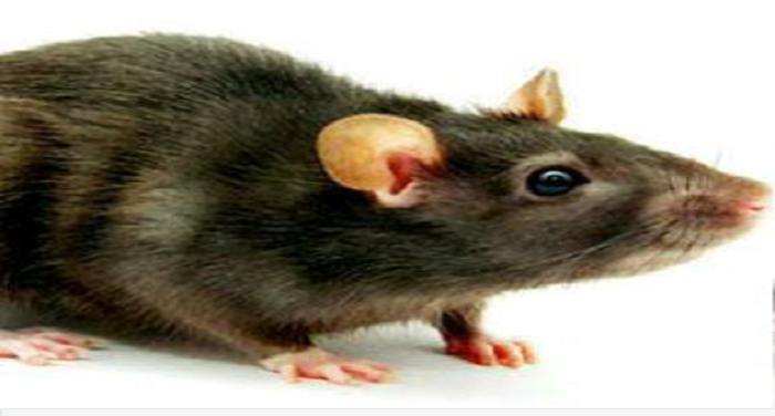 rat चूहे ने काटा महज 4 दिन के बच्चे का हाथ