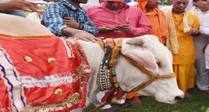 गाय मंदसौर का गांव तरनौद बना गौ पालन के लिए मिसाल