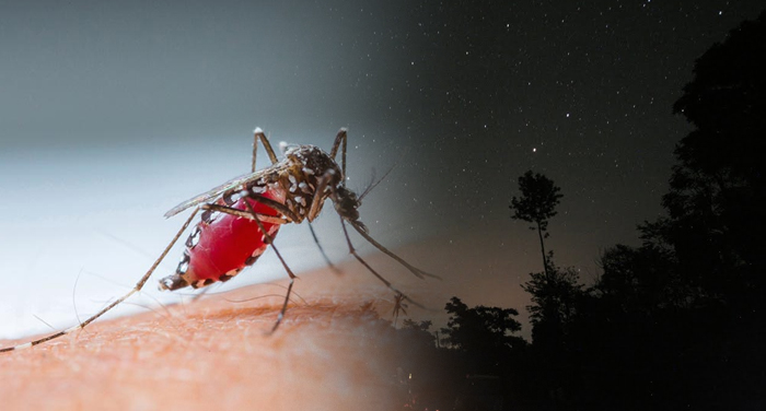 dengue डेंगू का मच्छर अब दिन के साथ रात को भी काट सकता है