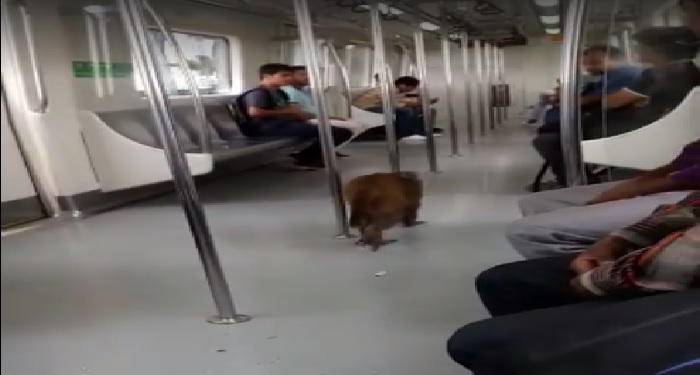 viral, video, monkey, delhi metro, bata chowk station, violet line