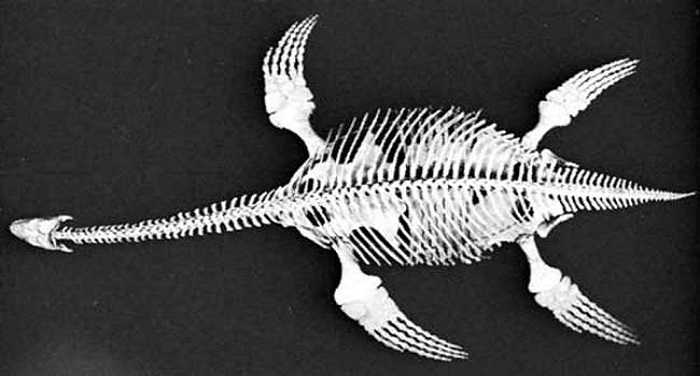 26 10 2017 ichthyosaur भारत में पहली बार मिला जुरासिक काल का प्रमाण