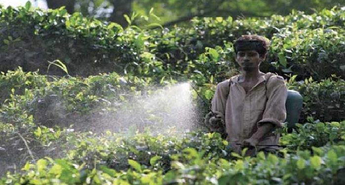 hng खेतों में डालने वाली कीटनाशक बनी महाराष्ट्र के किसानों की मौत का कारण
