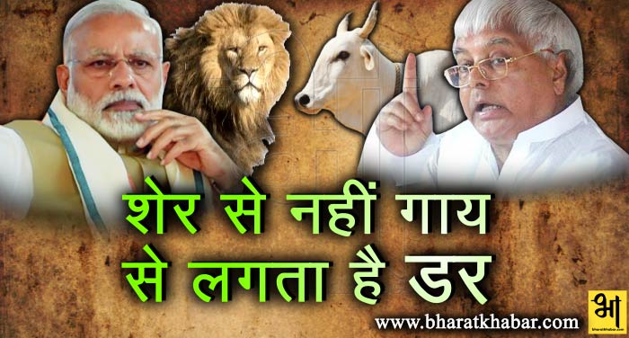 modi lalu मोदी सरकार में शेर से नहीं गाय से डरते हैं लोग : लालू प्रसाद